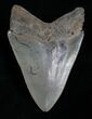 Highly Serrated Megalodon Tooth #5547-2